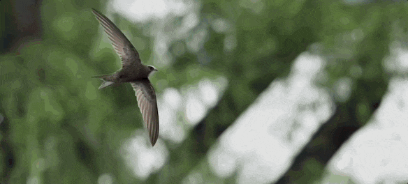 有停在原地｜GoodnewsEVO视讯真